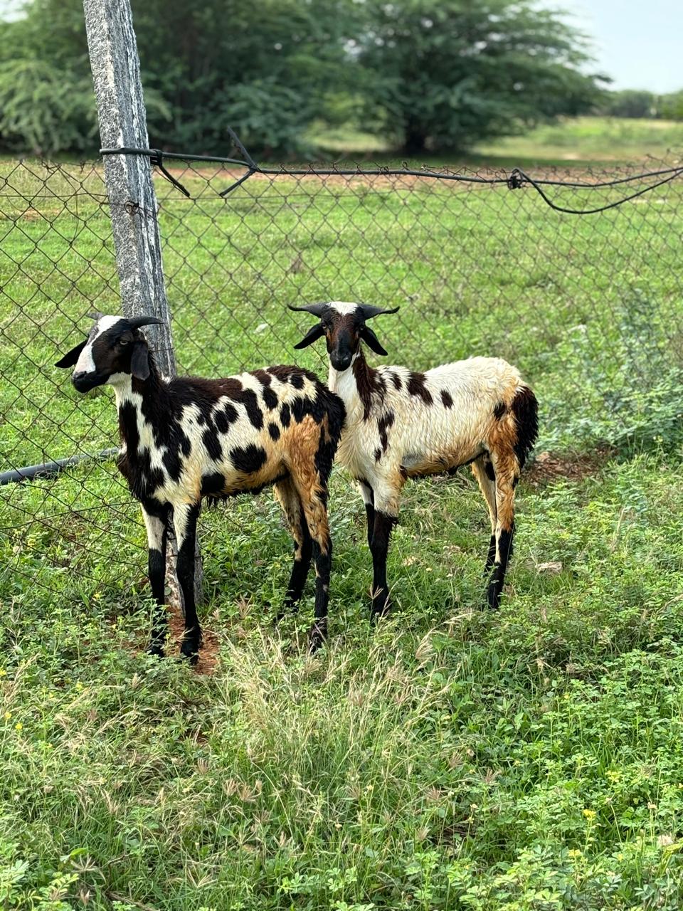 Kodiadu Goat