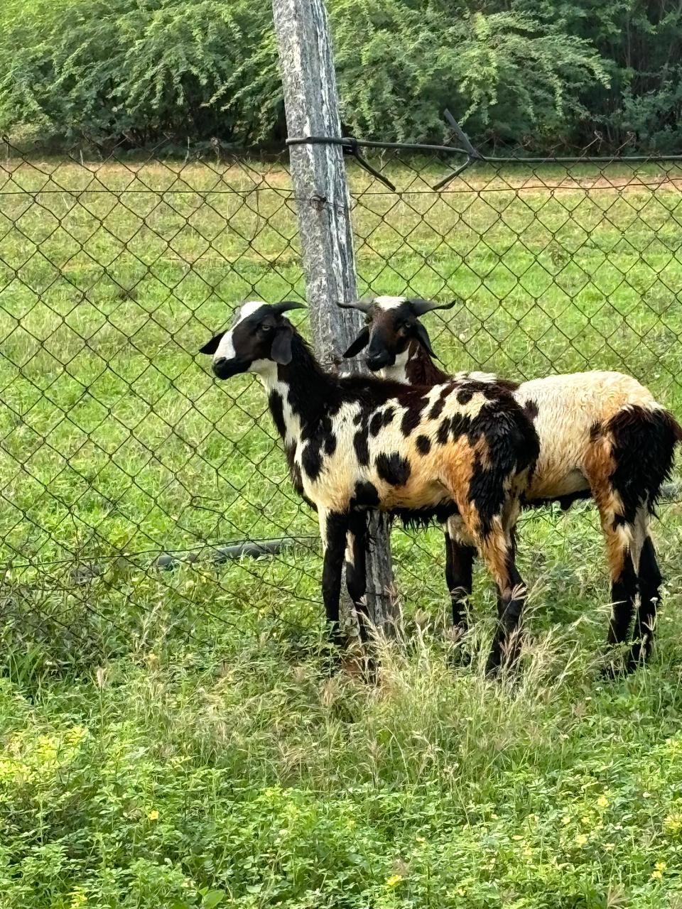 Kodiadu Goat