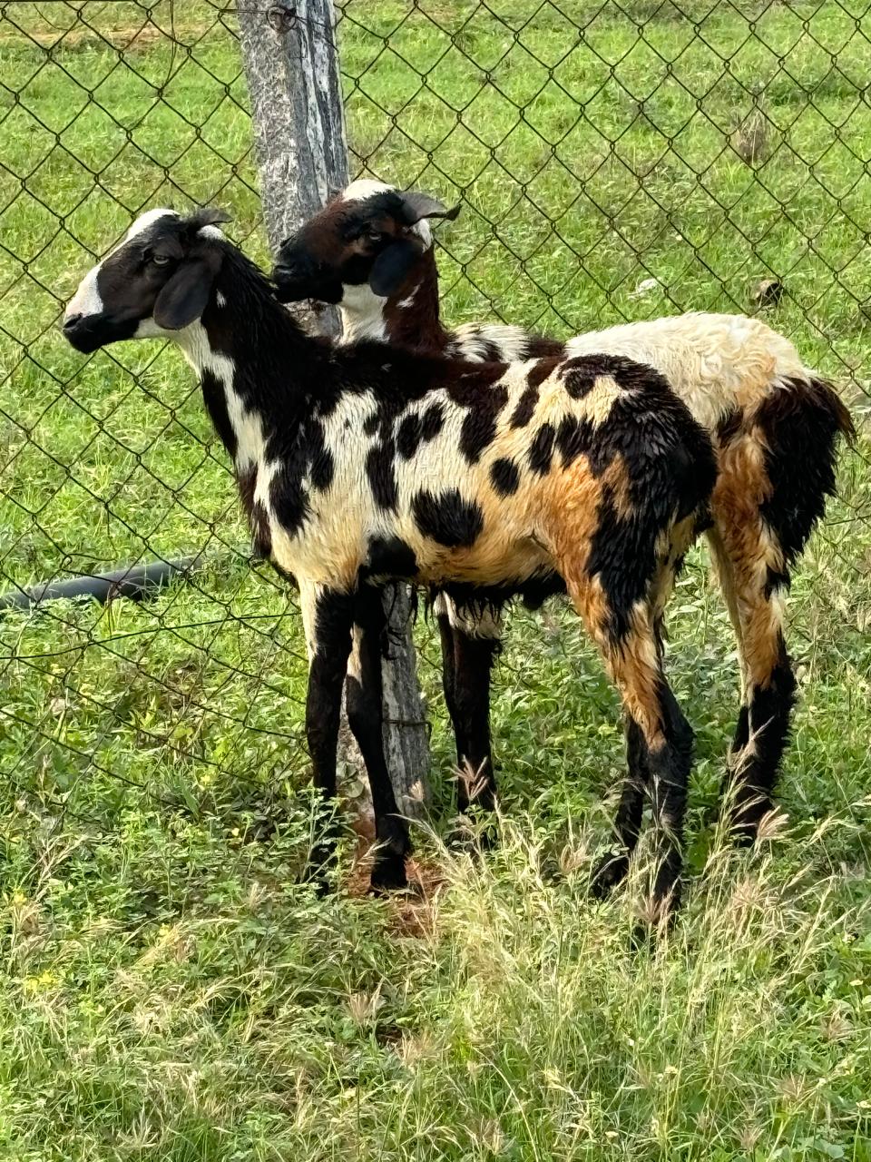 Kodiadu Goat