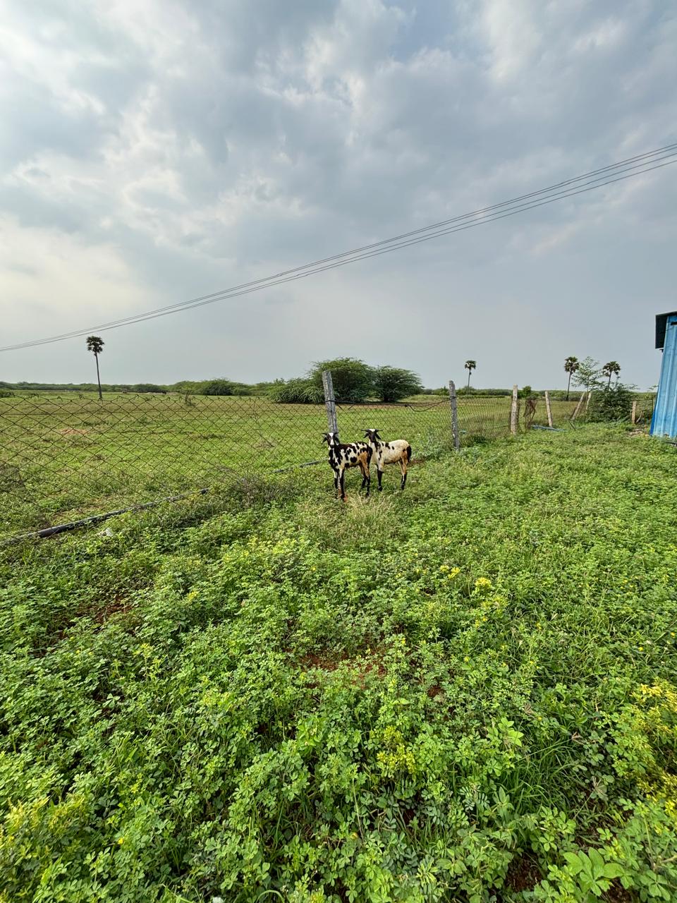 Kodiadu Goat