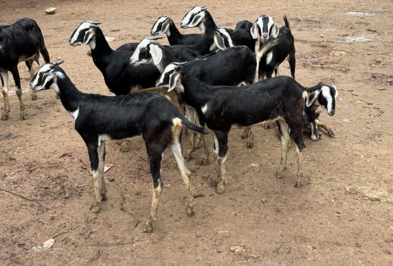 Kodiadu Goat