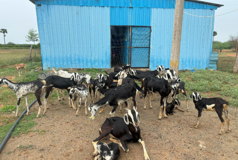 Kodiadu Goat
