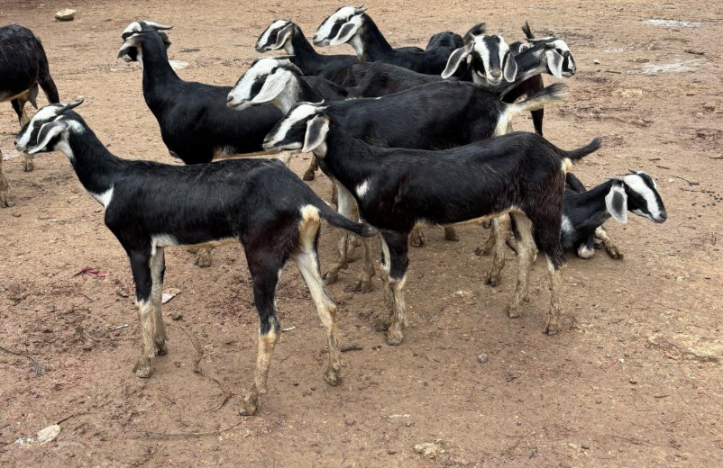 Kodiadu Goat