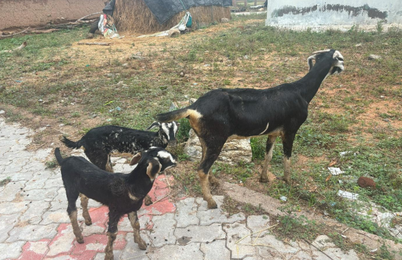 Kodiadu Goat