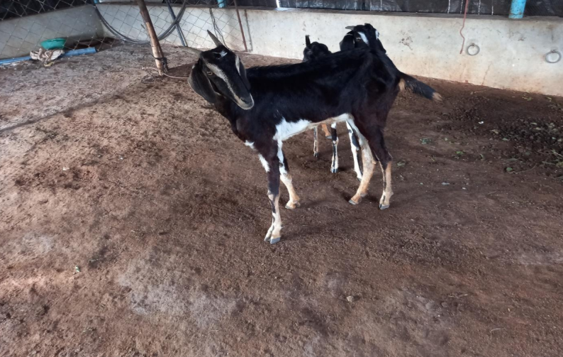 Kodiadu Goat