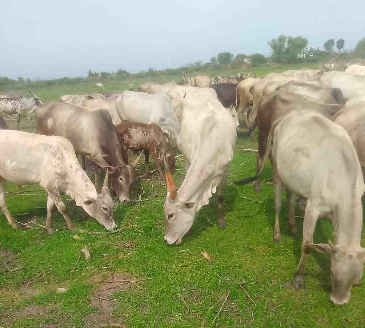 Kodiadu Goat