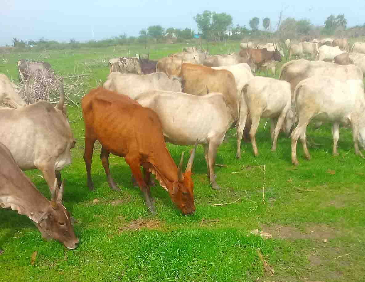 Kodiadu Goat