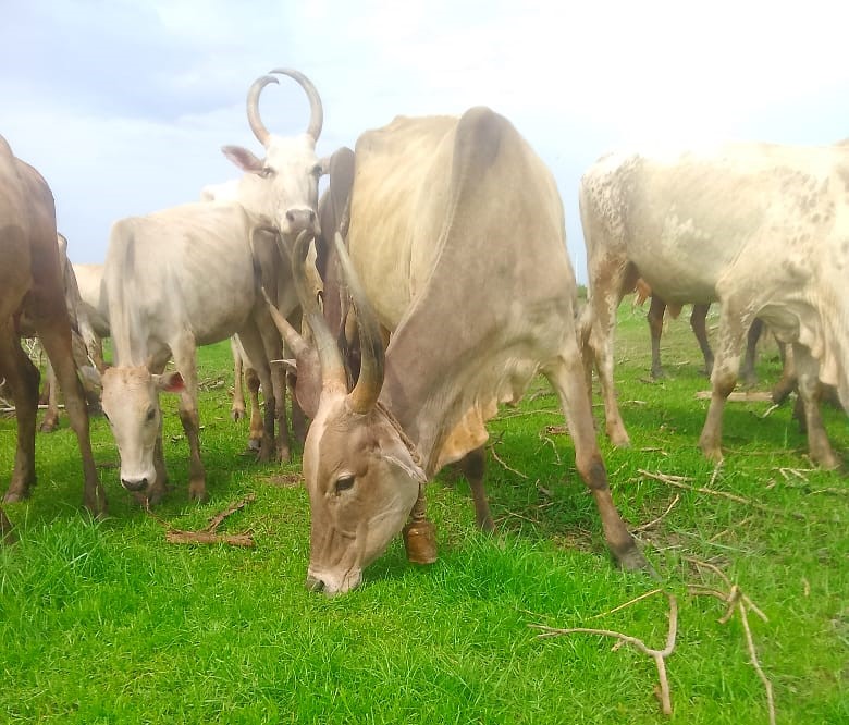 Kodiadu Goat