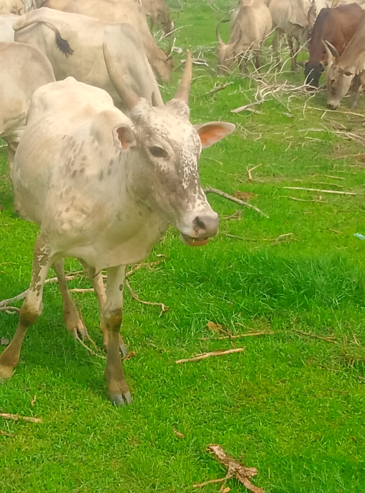 Kodiadu Goat
