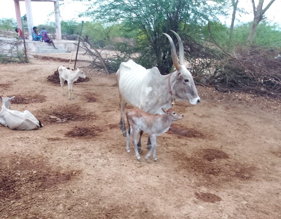 Kodiadu Goat