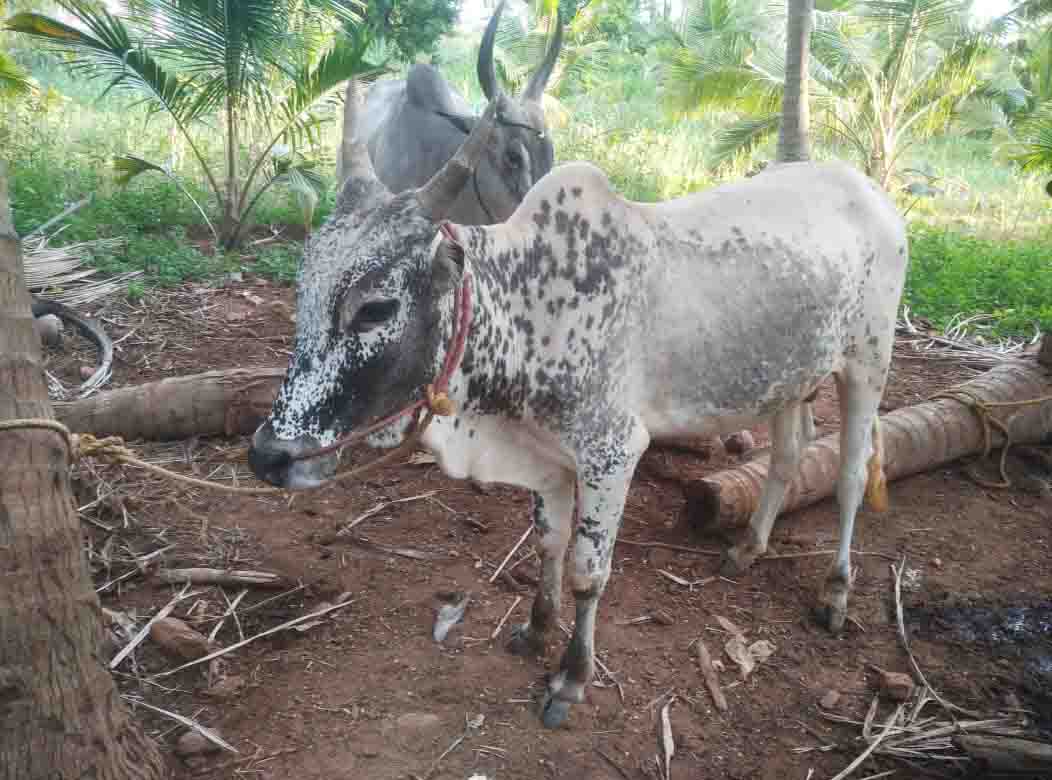 Kodiadu Goat