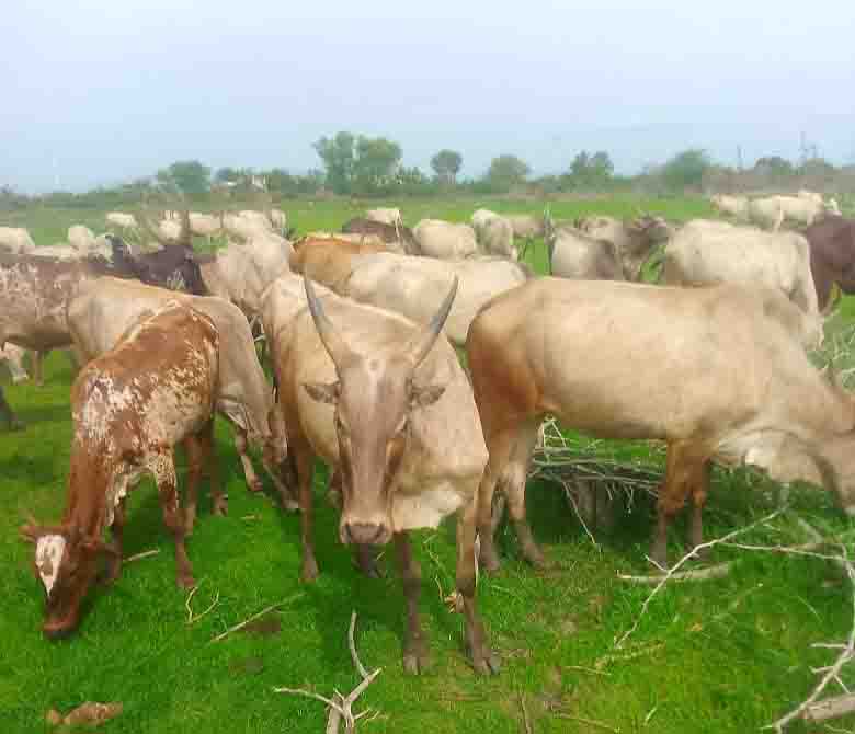 Kodiadu Goat