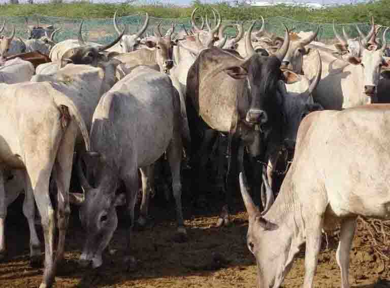 Kodiadu Goat