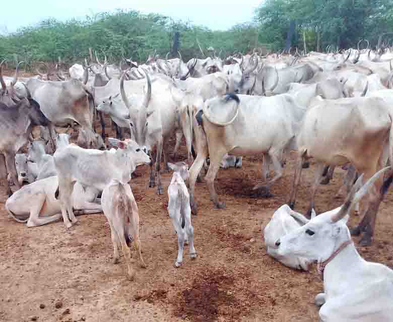Kodiadu Goat