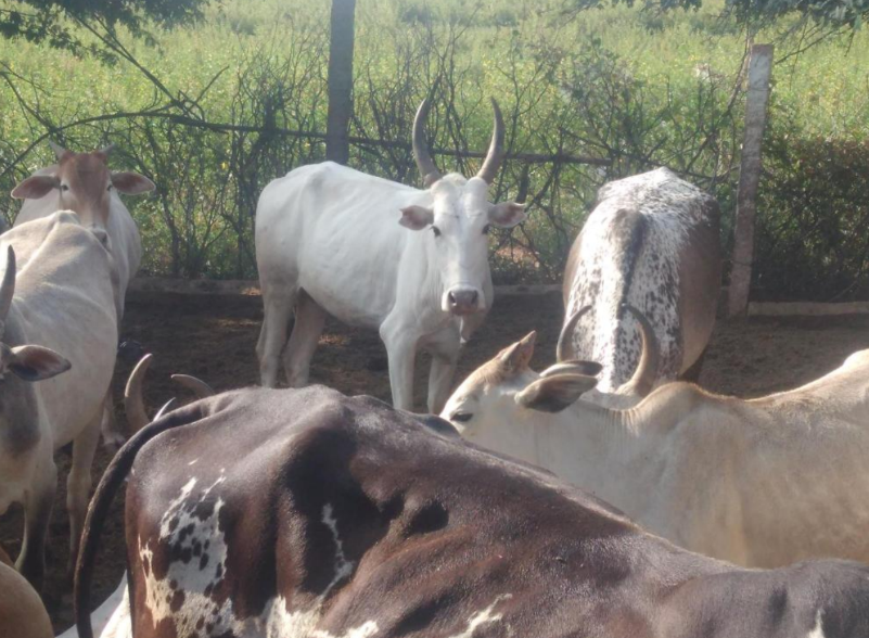 Kodiadu Goat