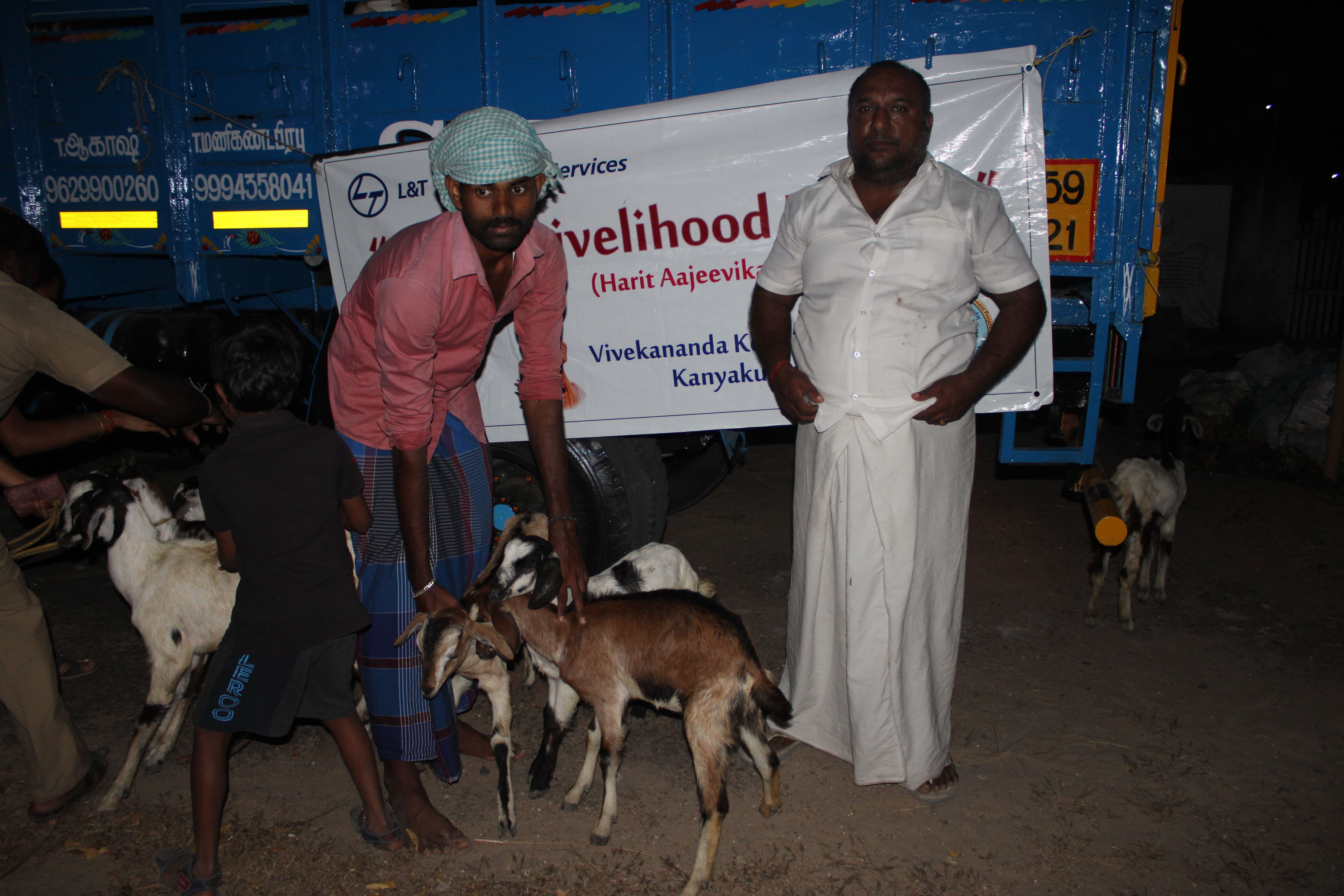 Mailambadi Goat